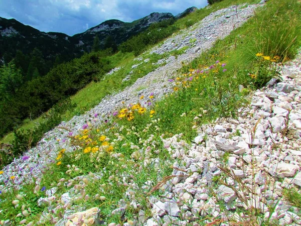 Meadow Full Wildflowers Incl Hawkbit Leontodon Pyrenaicus Blue Pink Armeria — Stock Photo, Image