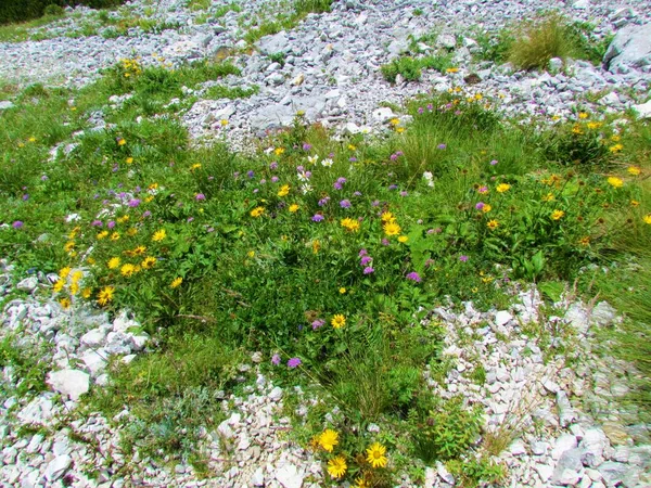 Jardín Salvaje Alpino Rodeado Rocas Con Halcón Flor Amarilla Leontodon —  Fotos de Stock