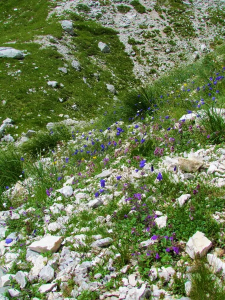 Giardino Selvatico Roccioso Alpino Con Campanula Fiorita Blu Ditale Delle — Foto Stock