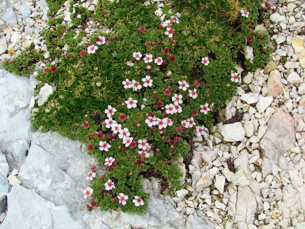 Pinkish White Blossoms Potentilla Nitida Coverig Rock Ground — стоковое фото