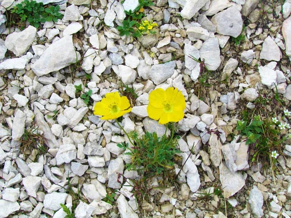 トリグラフ国立公園やスロベニアのジュリアン アルプの岩の中で成長する黄色の開花ラティアン パパベル レティトゥム — ストック写真