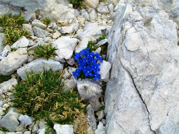 Triglav Ulusal Parkı ve Slovenya 'nın Julian Alpleri' ndeki kaya yarığından çıkan mavi çiçek açan bahar jandarması (Gentiana verna)