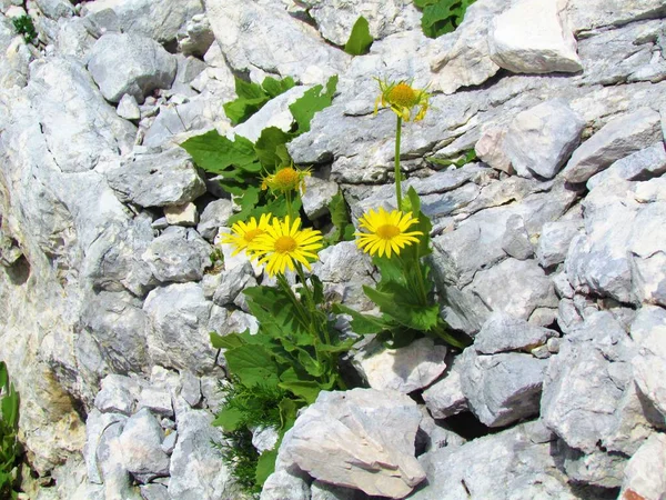 トリグラフ国立公園の岩場に咲く黄色の花々スロベニアのジュリアン アルプ — ストック写真