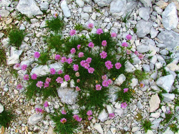 Group Pink Blooming Armeria Alpina Flowers Growing Rocky Terrain — Stock Photo, Image