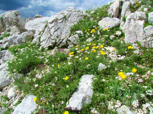 Jardín Salvaje Alpino Con Milenrama Plateada Floreciente Blanca Achillea Clavennae —  Fotos de Stock