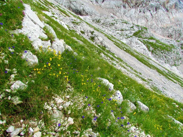 Campanula Cochleariifolia Campanula Cochleariifolia Helianthemum Alpestre Helianthemum Alpestre Parque Nacional — Foto de Stock