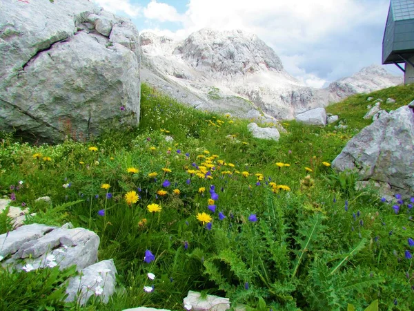 トリグラフ国立公園のプレホダフチとスロベニアのアルプスのジュリアンの高山草原には 黄色のタカビット Leontodon Pyrenaics と青い葉の鐘の花または妖精のシンブル Campanula Coichleariifolia があります — ストック写真
