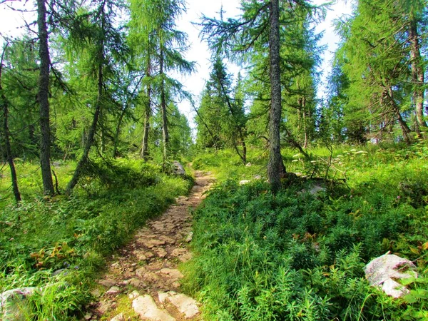 Triglav Nemzeti Park Vörösfenyőerdőjén Szlovéniai Julianus Alpokon Keresztül Vezető Buja — Stock Fotó