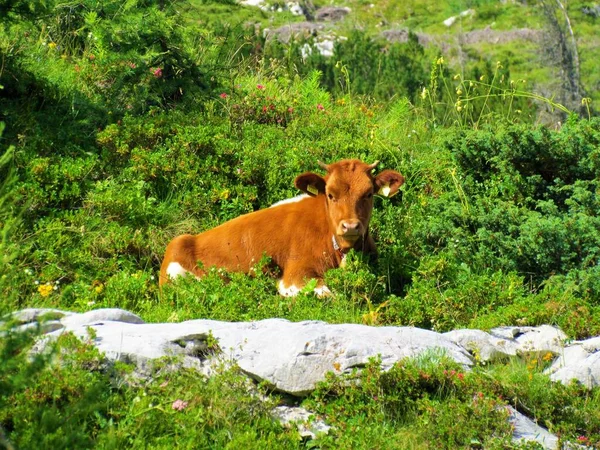 Veau Vache Reposant Soleil Sur Une Prairie — Photo