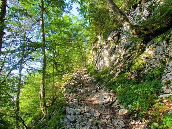Szeroka Ścieżka Wiodąca Przez Umiarkowany Las Bukowy Słowenii — Zdjęcie stockowe