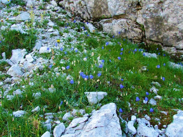 Alpiner Wildgarten Triglav Nationalpark Und Den Julischen Alpen Slowenien Mit — Stockfoto