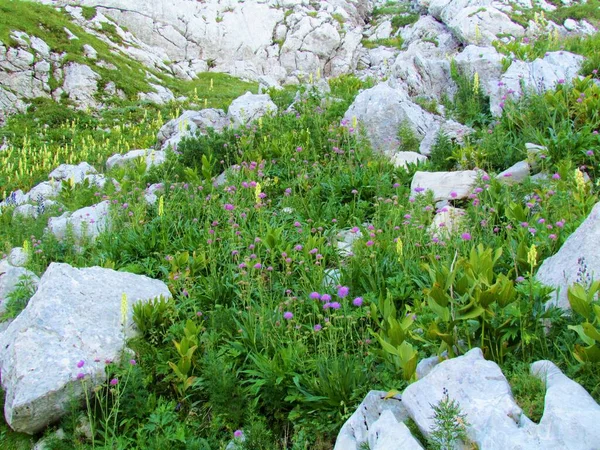 Pink Blooming Pincushion Scabious Scabiosa Wildflowers Growing Terrain Full Rock — Stock Photo, Image