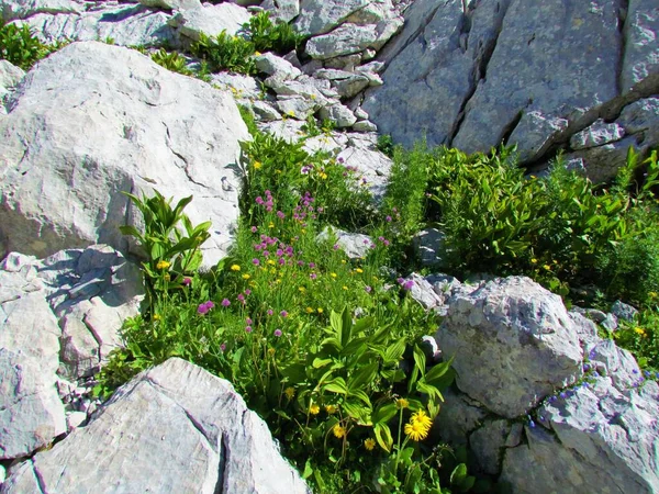Alpská Divoká Zahrada Rostoucí Mezi Skalami Triglavském Národním Parku Juliánských — Stock fotografie