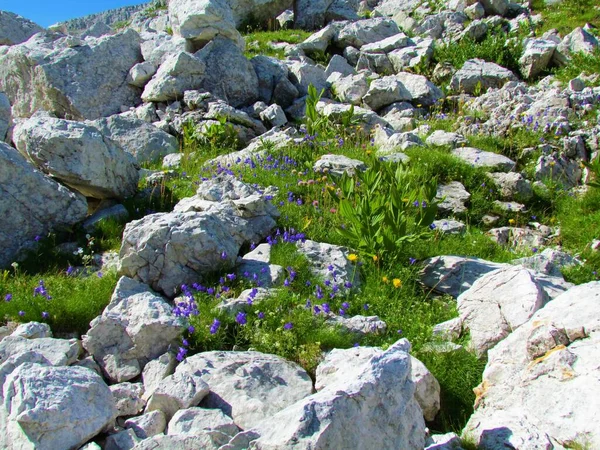 Heldere Zonovergoten Alpenrotstuin Met Blauwe Bloeiende Oorbladachtige Bellenbloem Elfenvingerhoed Campanula — Stockfoto