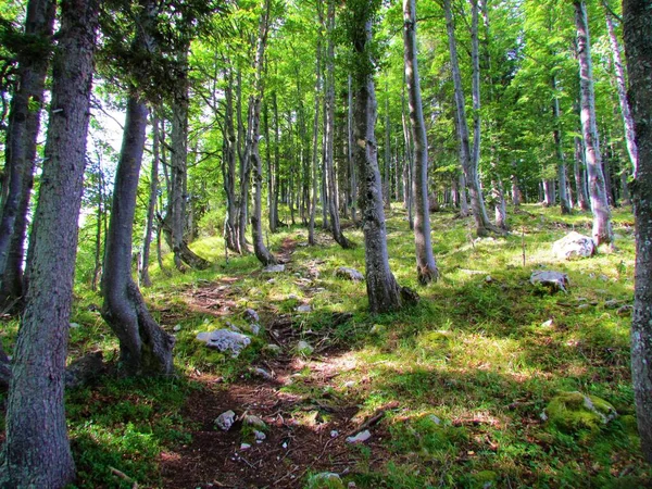 在斯洛文尼亚的Jelovica 穿过山毛榉林的小路 草地上洒满了阳光 — 图库照片