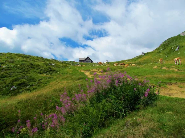 Berghütte Ratitovec Slowenischen Gorenjska Mit Kühen Die Auf Den Weiden — Stockfoto