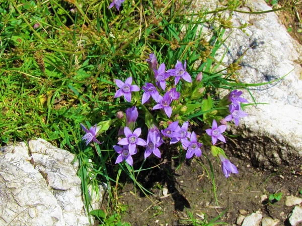 Close Pink Blooming Dwarf Gentian Gentianella Aspera Flowers — Stock Photo, Image