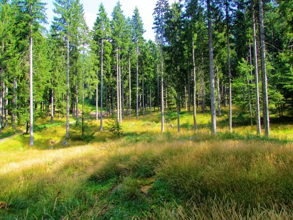 スロベニアのスプルースの森 地面を覆う背の高い草の上に太陽の光が輝く — ストック写真