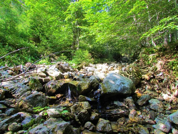 Skalnatý Horský Potok Zalitý Sluncem Obklopený Listnatým Lesem Slovinsku — Stock fotografie