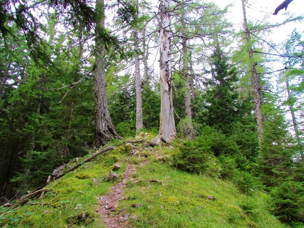 通往斯洛文尼亚Stegovnik山的一条小路 穿过云杉和落叶松林 — 图库照片