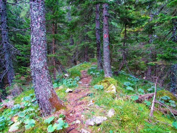 Path Leading Spruce Forest Slovenia Butterburs Petasites Ground — Stockfoto