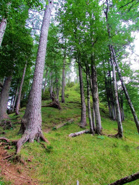 Steiler Hang Slowenien Mit Gras Und Lärchen Und Buchenwäldern Bedeckt — Stockfoto