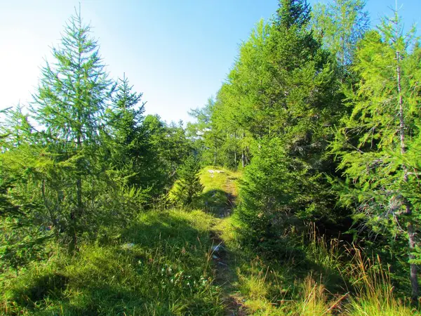 Heldere Zonovergoten Weide Omringd Door Sparren Lariks Bij Bela Pec — Stockfoto