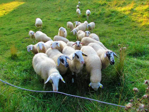 Herd of sheep on a pasture