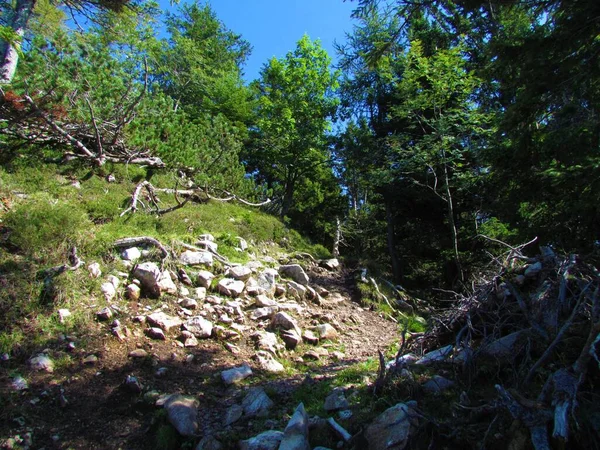 Rock path lit by sunshine in Slovenia surrounded by creeping pine, sycamore maple and rowan trees