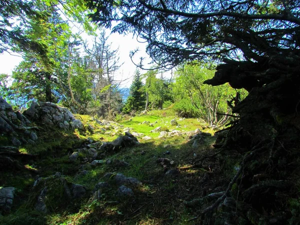 Strahlend Sonnenbeschienene Felsenwiese Den Karawanken Slowenien Aus Dunklem Wald — Stockfoto