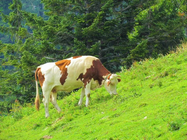 Αγελάδα Βόσκηση Βοσκότοπο Έλατο Στην Πλάτη Στα Βουνά Karavanke Σλοβενία — Φωτογραφία Αρχείου