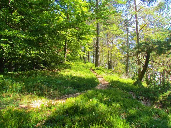 Forêt Pins Sylvestre Dans Les Dolomites Polhov Gradec Slovénie Avec — Photo