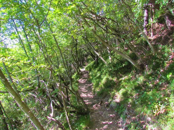 斯洛文尼亚Polhov Gradec Dolomites的一条小路穿过覆盖斜坡的森林 阳光照射在树叶和地面上 — 图库照片