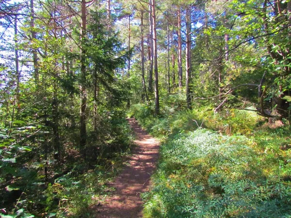 Pad Door Een Bos Dat Een Helling Bedekt Polhov Gradec — Stockfoto