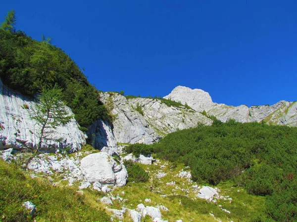 Slovenya Nın Gorenjska Bölgesindeki Triglav Milli Parkında Çayır Sürünen Çam — Stok fotoğraf