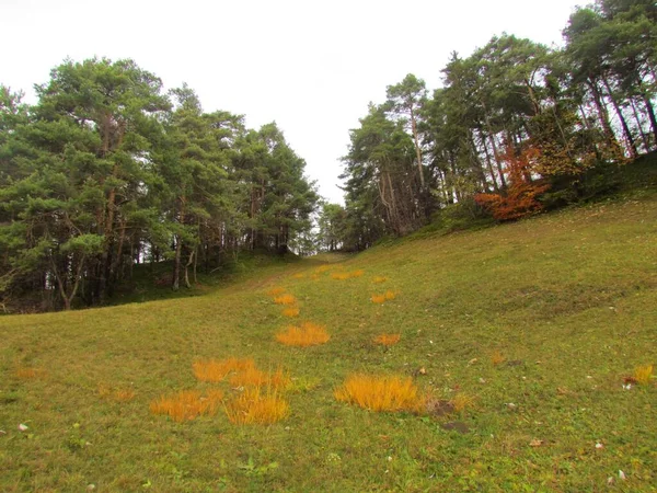 Steile Helling Omgeven Door Een Schots Dennenbos Met Geel Oranje — Stockfoto