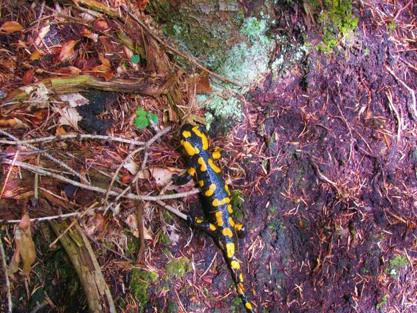 Salamandra Czarno Żółta Salamandra Salamandra — Zdjęcie stockowe