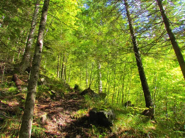 スロベニアの上にあるブナ林で 地面を覆う草の上に太陽の光が輝いています — ストック写真