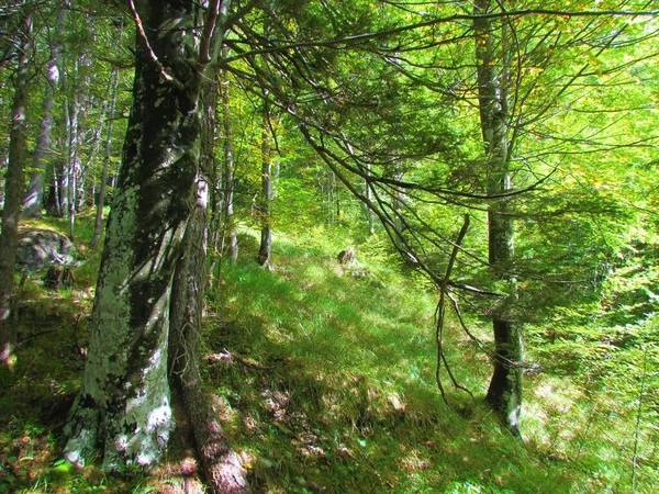 Sparren Beuken Bos Boven Slovenië Met Zonlicht Het Gras Dat — Stockfoto