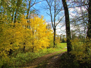 Parlak altın çağlayan Sycamore akçaağacı ya da Slovenya 'daki Sorsko polyesinin yanındaki toprak yolun kenarına düşen yapraklar