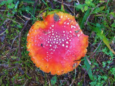 Beyaz noktalı kırmızı mantar agarik veya sinek amanita (Amanita muscaria))