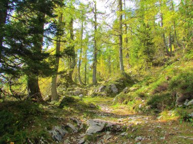 Slovenya 'daki Triglav ulusal parkında, Lipanca üzerinde sonbahar başlarında Avrupa tarla ormanı sarı ve yeşil renkler