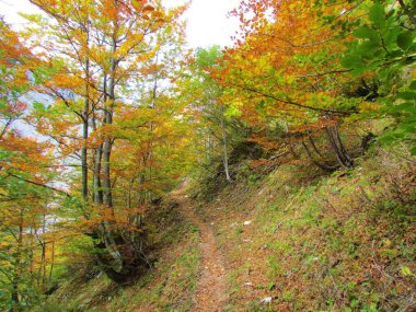 Slovenya 'da sonbaharda sarı, kırmızı ve yeşil renklerde Avrupa kayın ormanları ılıman, yapraklı, geniş yapraklı