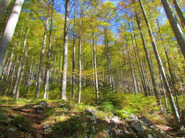 Güneşli bir günde bir ladin ve kayın ormanının yanından geçen yol