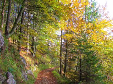 Slovenya 'da sarı ve turuncu sonbahar renkleriyle renkli bir kayın ormanının yanından geçen yol