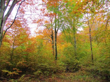Slovenya 'da kırmızı, turuncu ve sarı sonbahar yapraklı Avrupa kayın ormanları