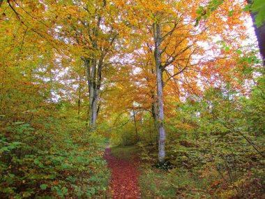 Slovenya 'da kırmızı, turuncu ve sarı sonbahar yapraklı Avrupa kayın ormanları