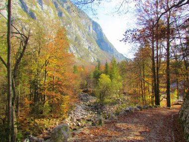 Sava Bohinjka 'nın Slovenya' nın Gorenjska bölgesindeki Bohinj yakınlarındaki Savica pansiyonundaki akışının başlangıcında renkli sarı, kırmızı ve turuncu sonbahar yapraklı ormanı görülüyor.