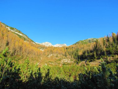 Önünde sürünen çam ve sonbaharda çayırı olan dağlık bir arazi ya da arkada altın renkli bir tarla ormanı Julian Alpleri, Gorenjska, Slovenya 'da dağ zirveleri yükseliyor.