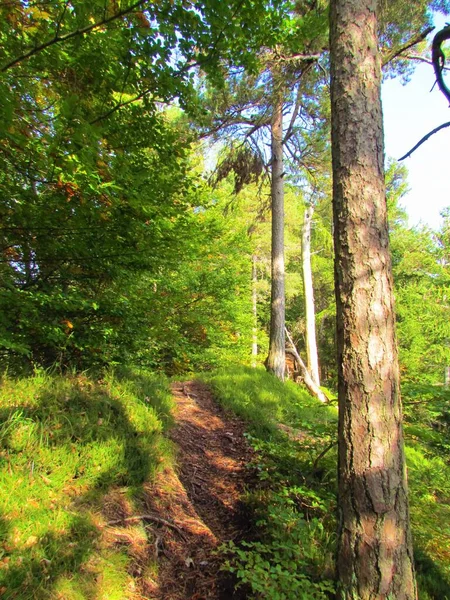 Chemin Menant Travers Une Pinède Une Hêtraie Éclairées Par Soleil — Photo